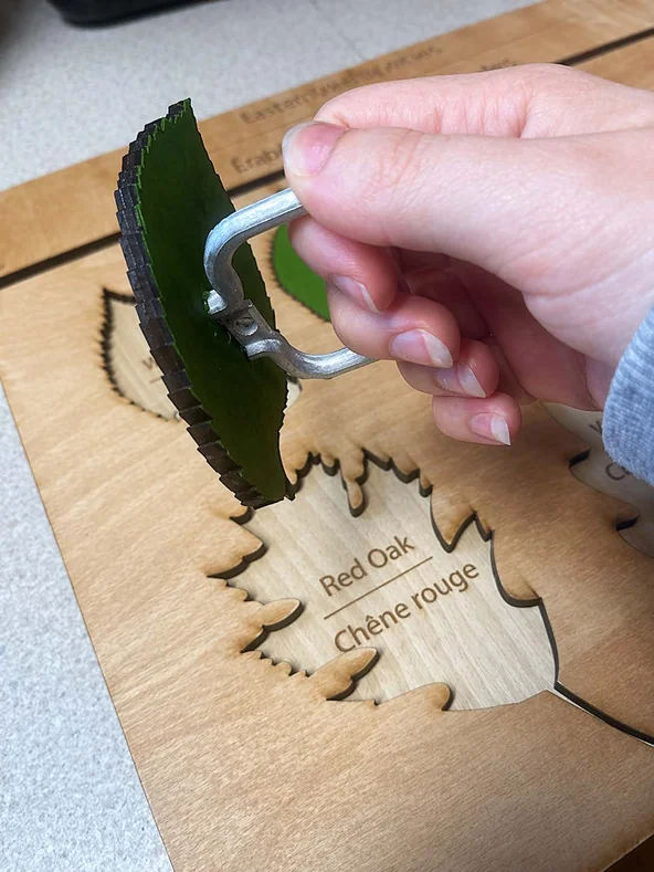 Hand using a D-pull handle to lift a leaf panel out of the Red Oak cutout