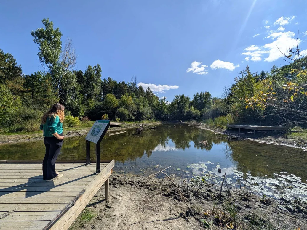 Wetland overlook and interpretive edge at Baxter Beach